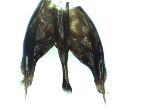 Polistes associus